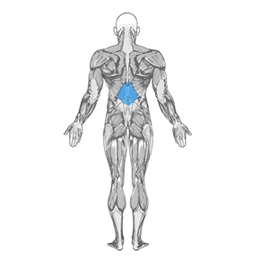 Средняя часть спины (Средние мышцы спины)